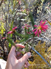 Erica abietina
