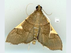 Omiodes dispilotalis