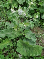Arctium tomentosum
