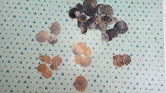 Flexopecten glaber ponticus