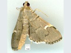 Patania aedilis