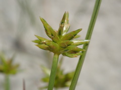 Cyperus grayi