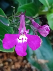 Lobelia erinus
