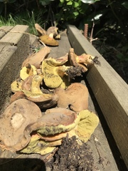 Butyriboletus