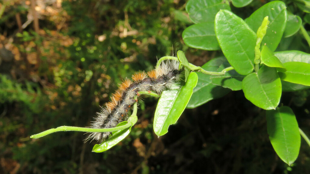 Mallocephala rubripes