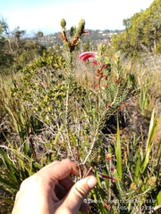 Erica abietina