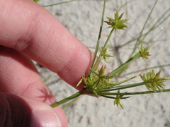 Cyperus grayi