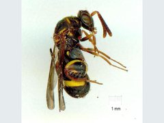 Leucospidae