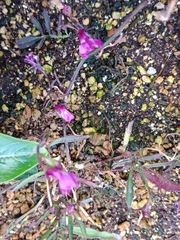 Lobelia erinus