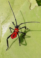Dasynini