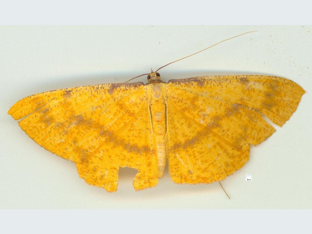 Eumelea rosalia