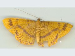 Eumelea rosalia