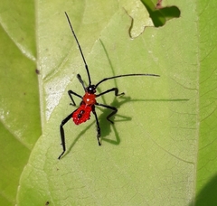 Dasynini