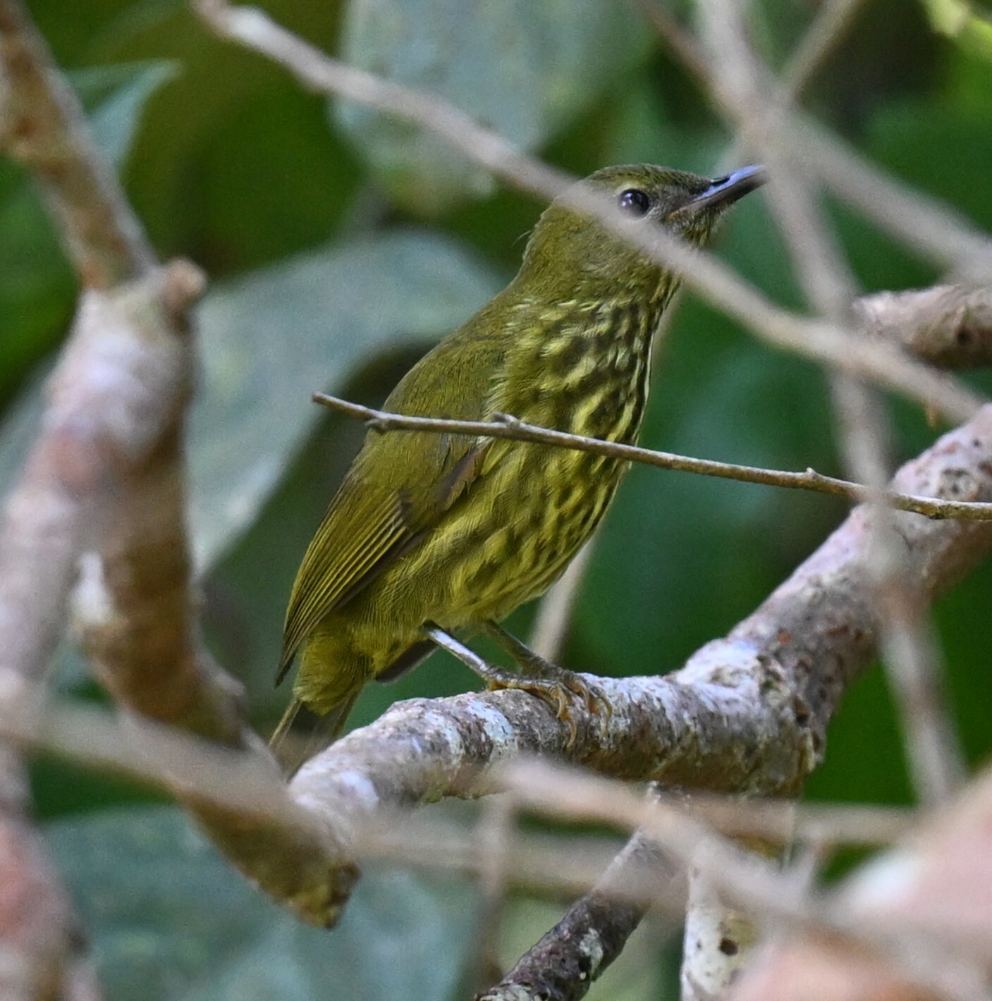 Purple-naped Spiderhunter