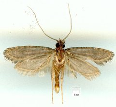 Acridotarsa celsella