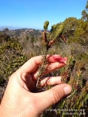 Erica abietina