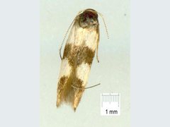 Stathmopoda mimantha