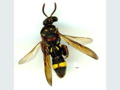 Leucospis