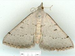 Dichromodes usurpatrix