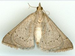 Dichromodes usurpatrix