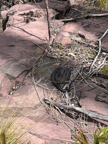 Tiger Snake sighting