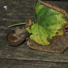 Webbhelix multilineata