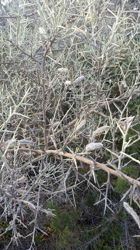 Spiny Broom