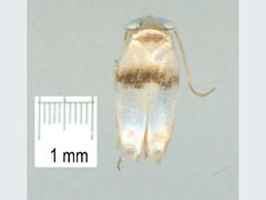 Opostegidae