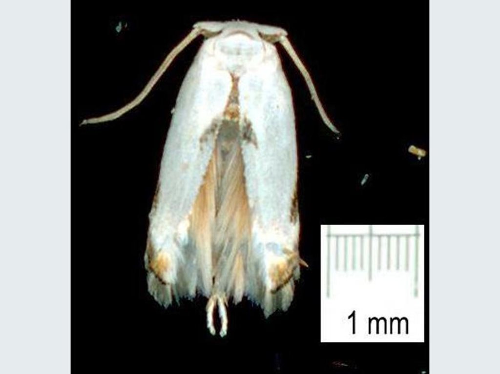 Opostega stiriella