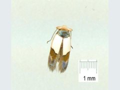 Opostega scoliozona