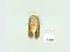 Opostega scoliozona