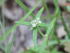 Spermacoce brachystema