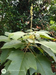 Croton gossypiifolius