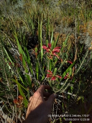 Erica abietina