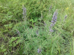 Nepeta multifida