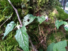 Lycianthes lysimachioides