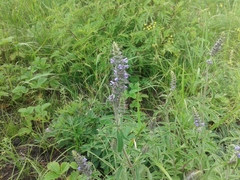 Nepeta multifida