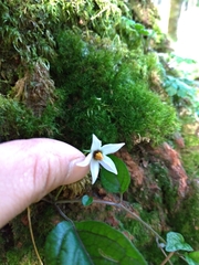 Lycianthes lysimachioides