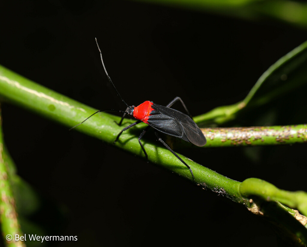 Platytylus