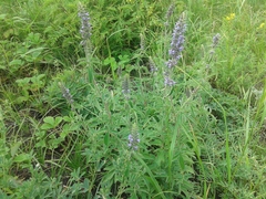 Nepeta multifida