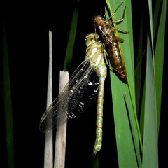 Aeshna tuberculifera