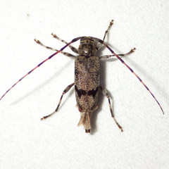 Graphisurus despectus