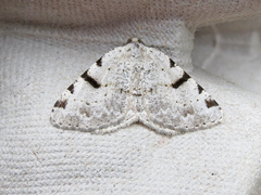 Macaria subcessaria