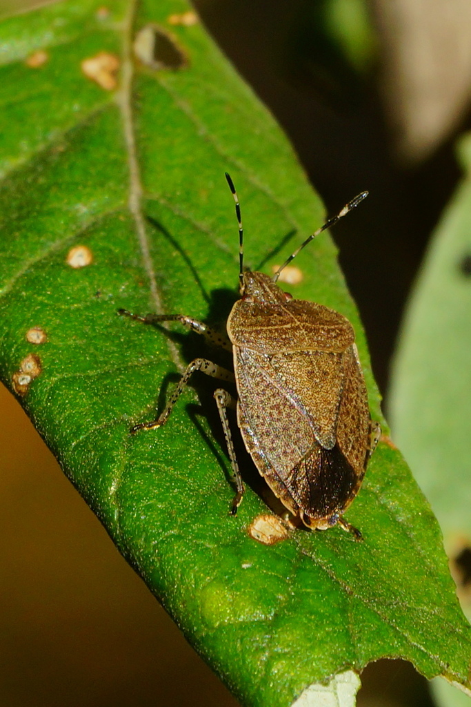 Menecles portacrus