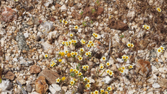 Leptosiphon lemmonii