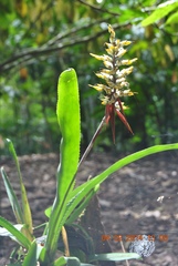 Image of Hedychium gardnerianum