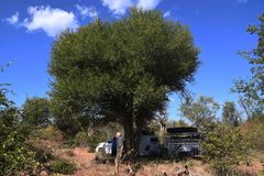 Cleistanthus schlechteri