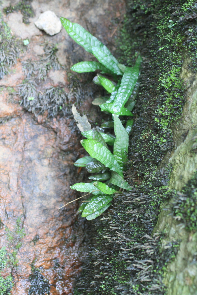 Microsorum pteropus attached to rock by a stream