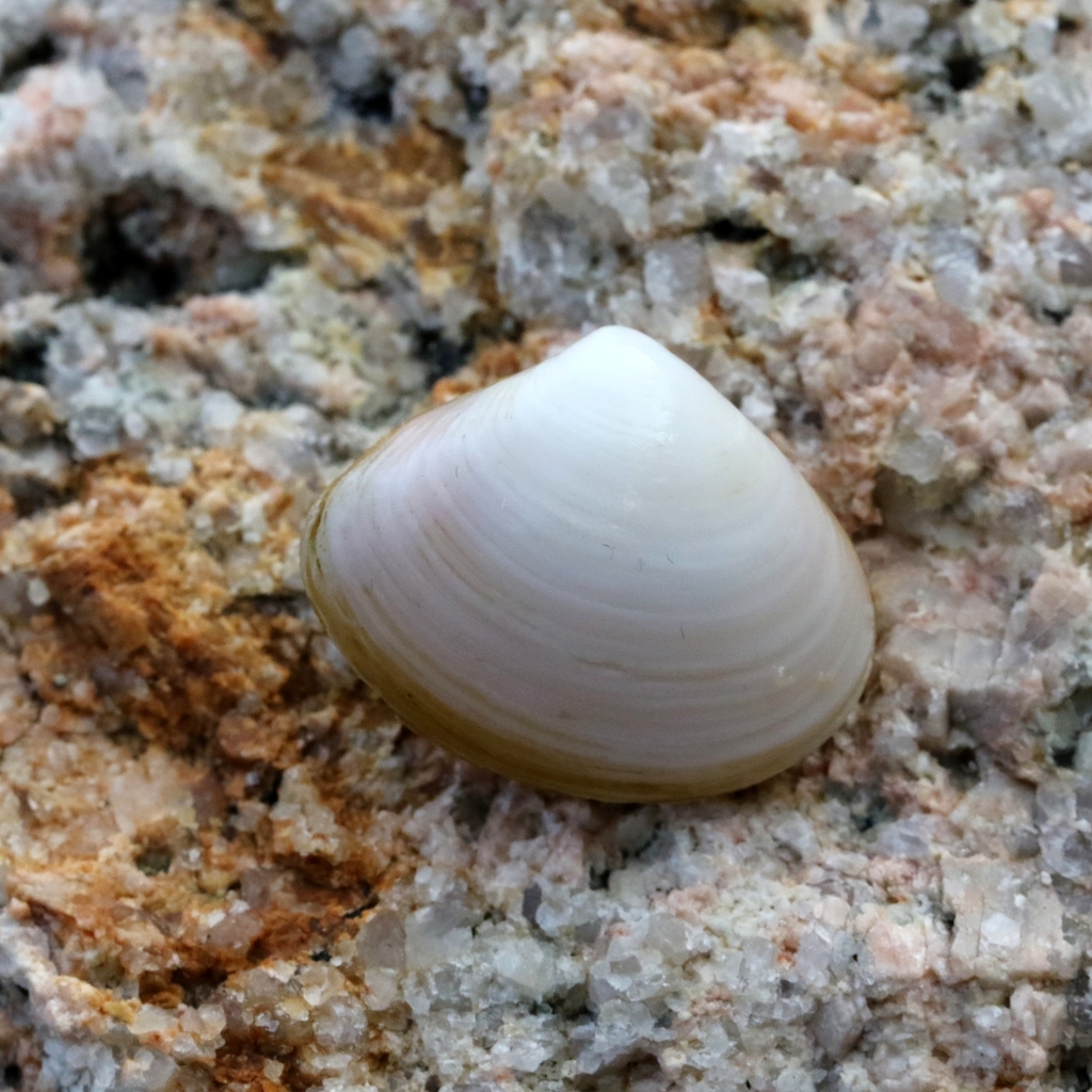 Striated Little Triangle Shell