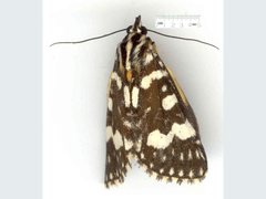 Ipanica cornigera